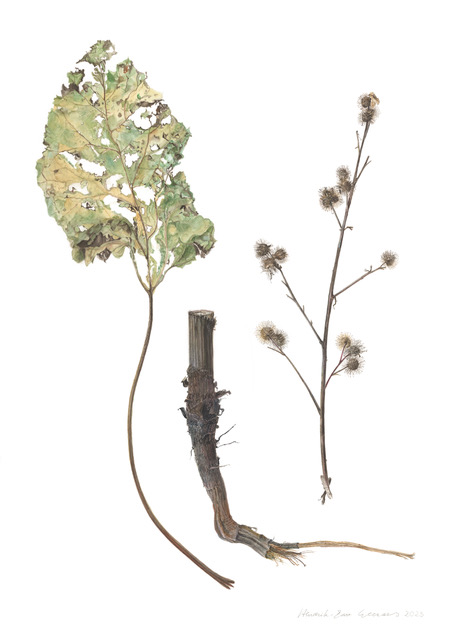 2025-5-24 Arctium lappa